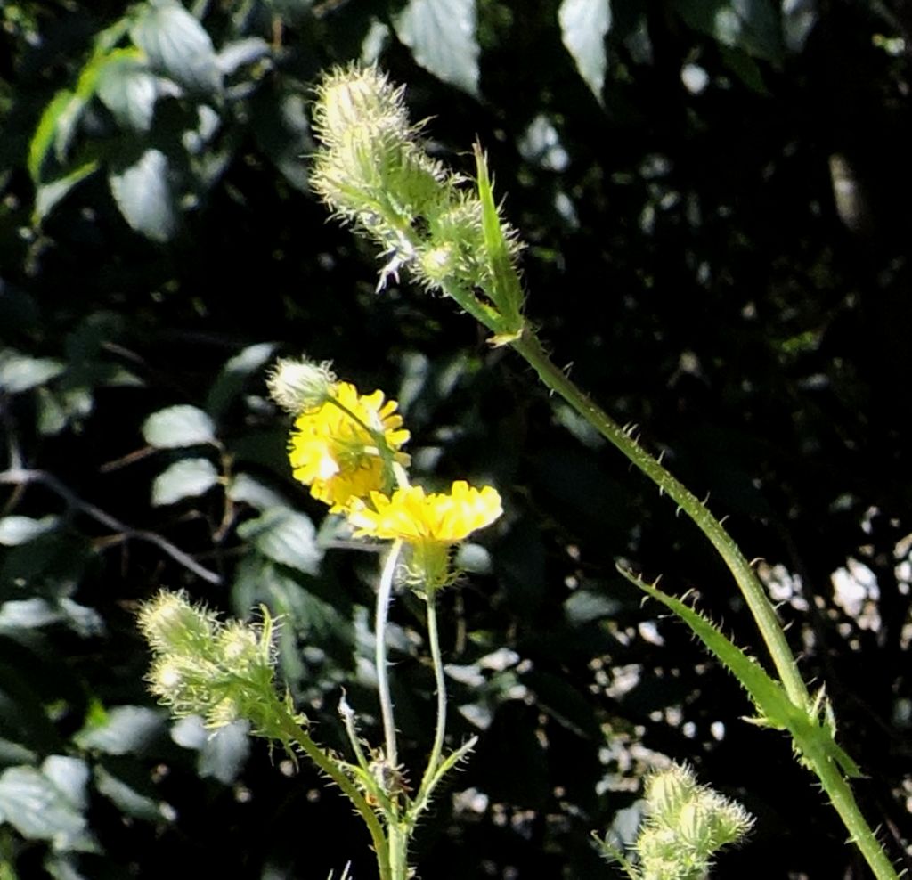 Crepis setosa / Radicchiella cotonosa