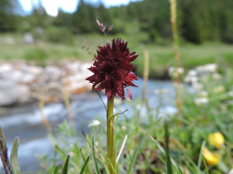 Piccola carrellata di orchidee - Valle Camonica