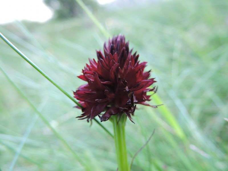 Piccola carrellata di orchidee - Valle Camonica