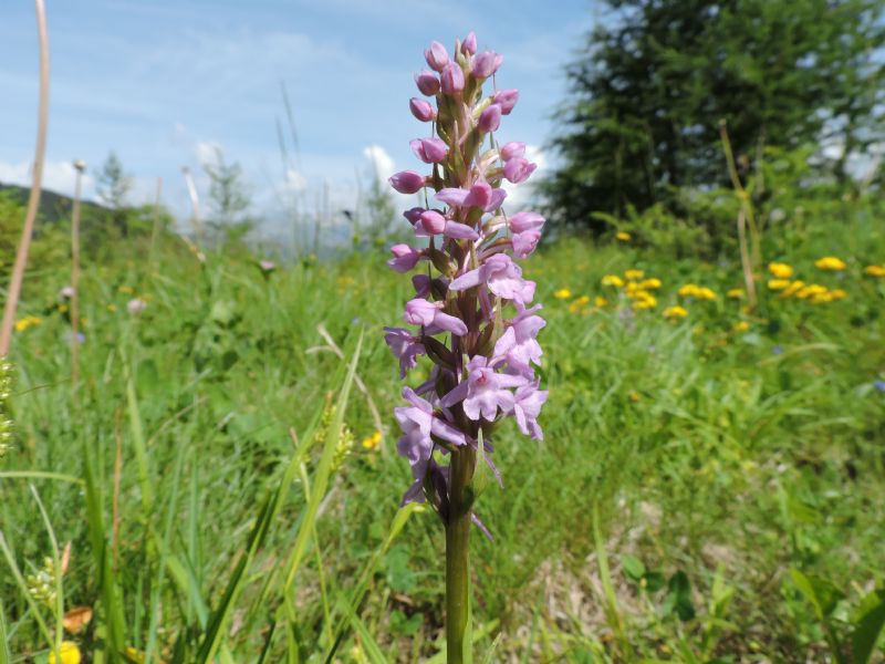 Piccola carrellata di orchidee - Valle Camonica