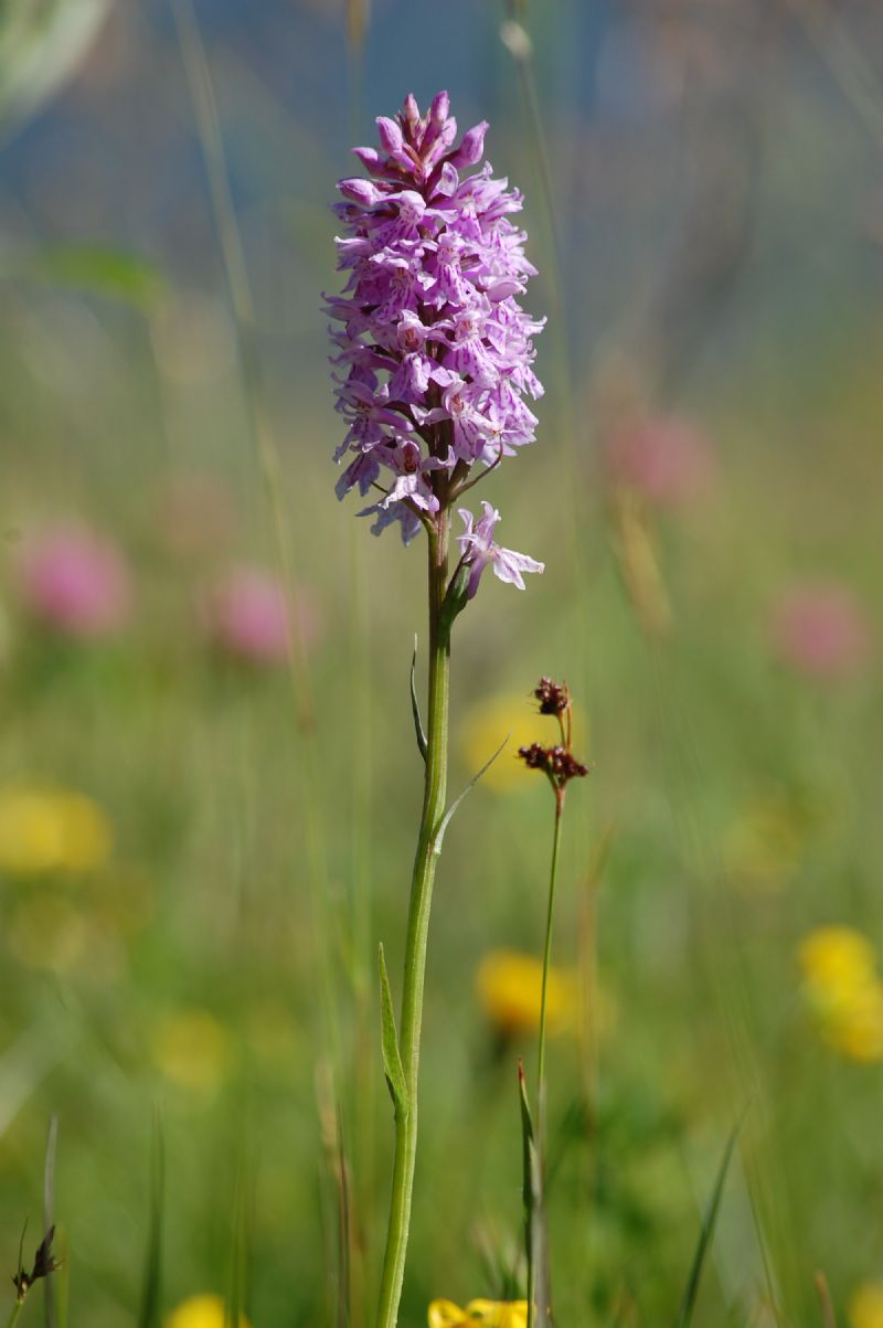 Piccola carrellata di orchidee - Valle Camonica