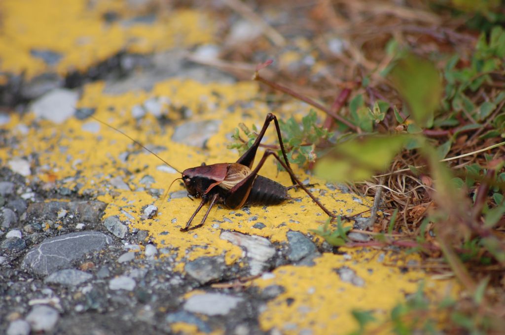 Pholidoptera aptera aptera, (Tettigoniidae)