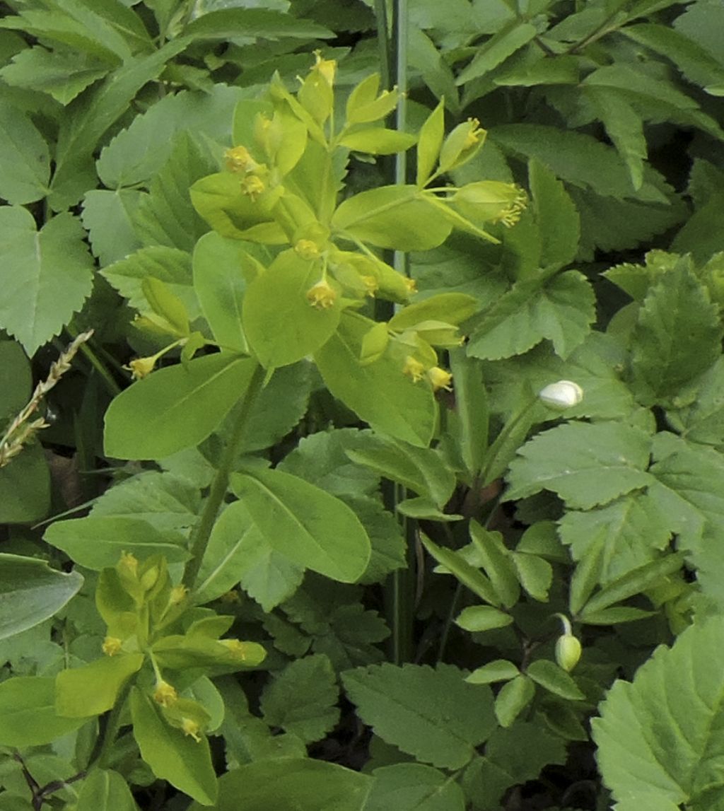 Euphorbia carniolica / Euphorbia penzola