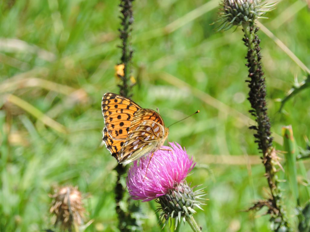 Argynnis niobe?