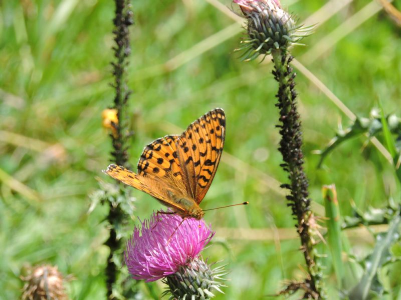 Argynnis niobe?