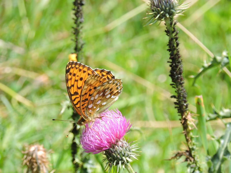 Argynnis niobe?