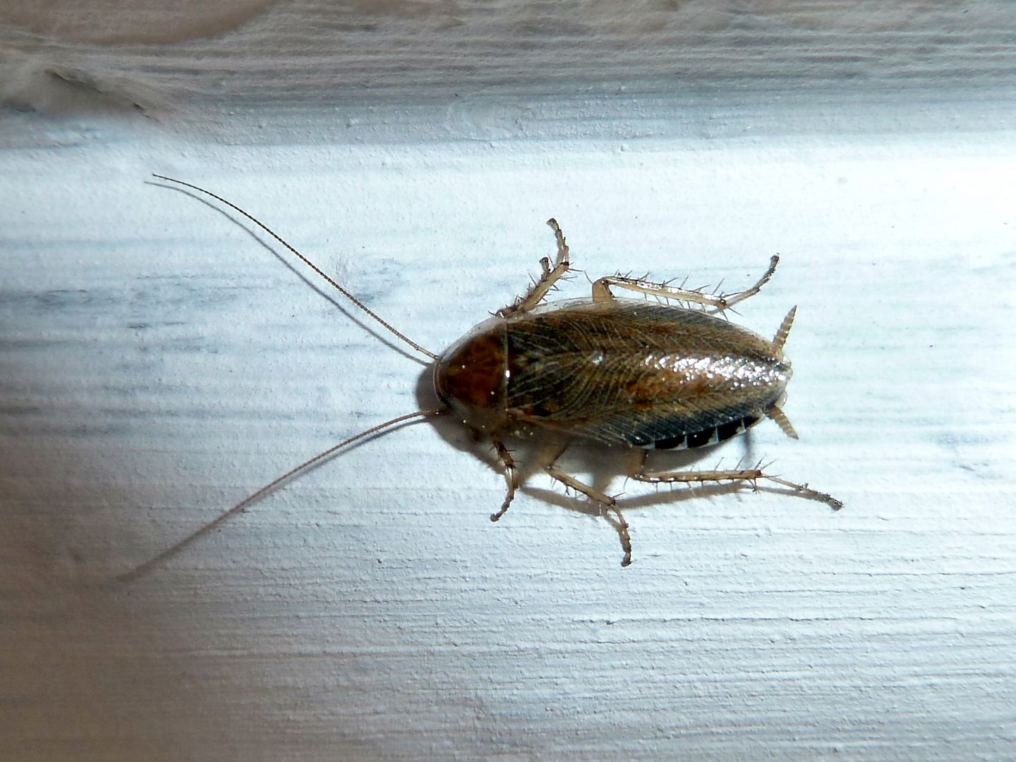 Blatta da identificare - Ectobius cfr. erythronotus