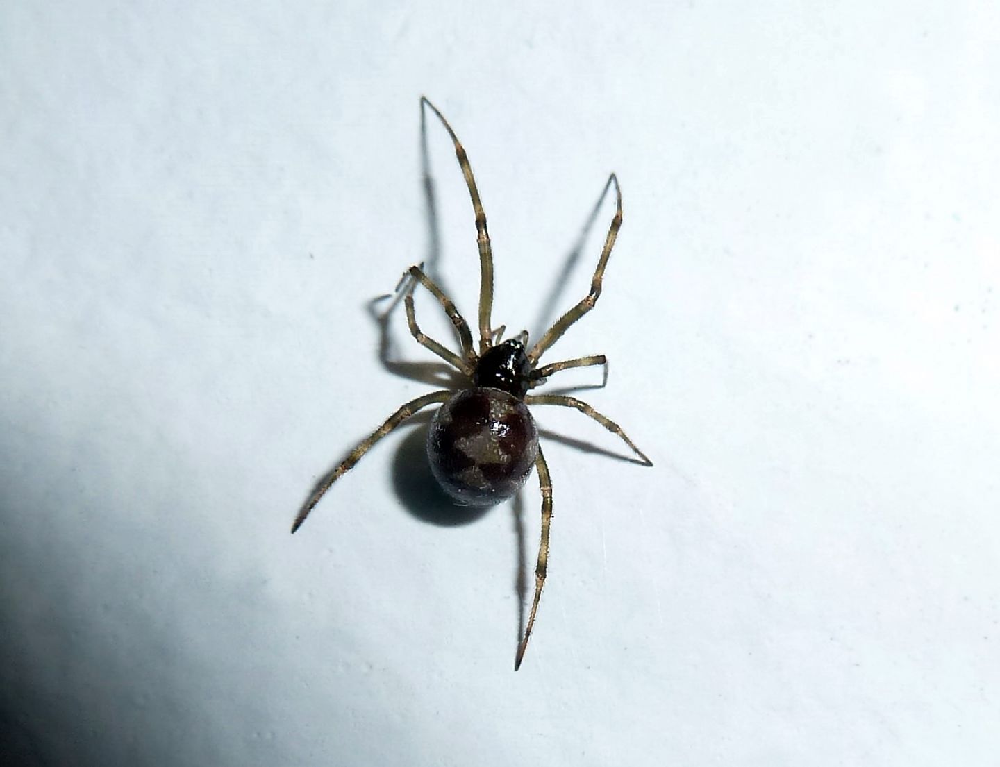 Steatoda triangulosa - Gallarate (VA)