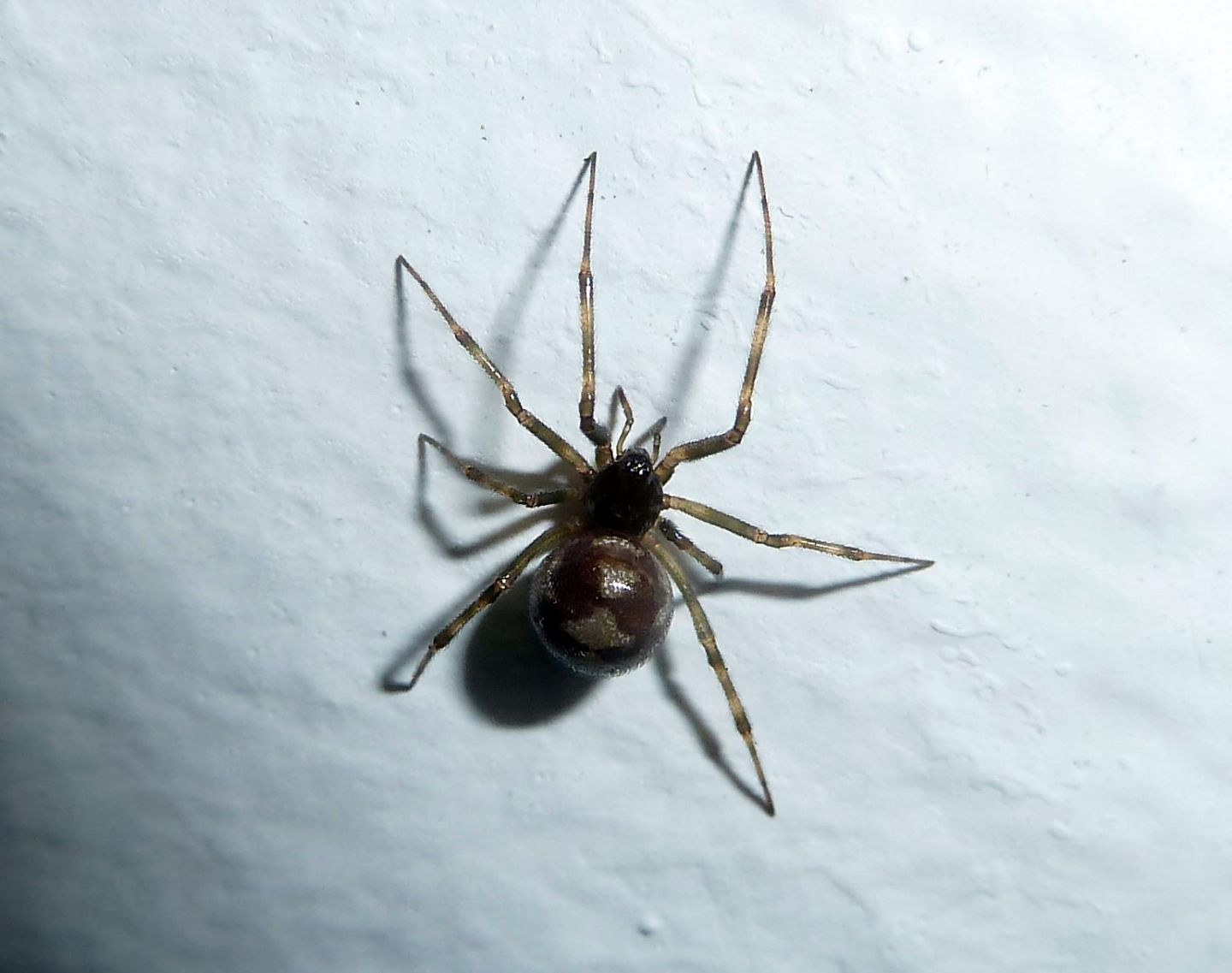 Steatoda triangulosa - Gallarate (VA)