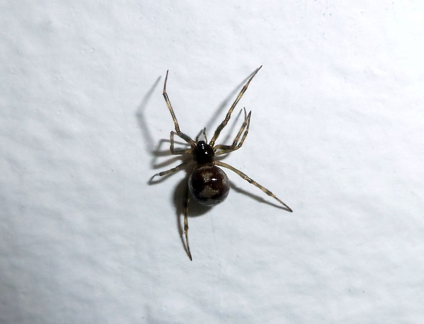 Steatoda triangulosa - Gallarate (VA)