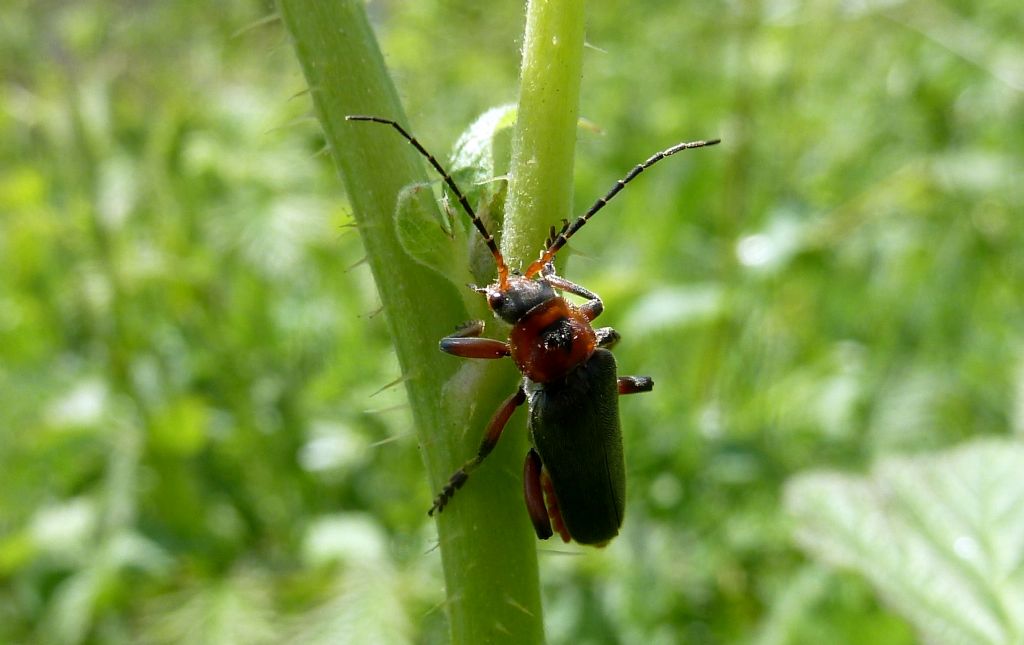 Cantharis rustica