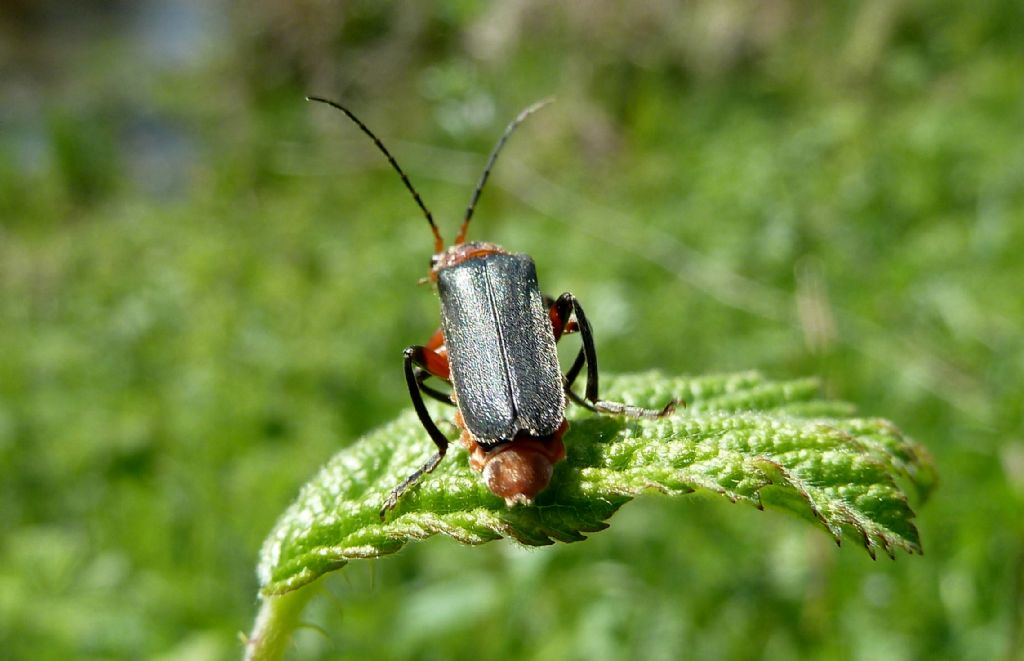 Cantharis rustica