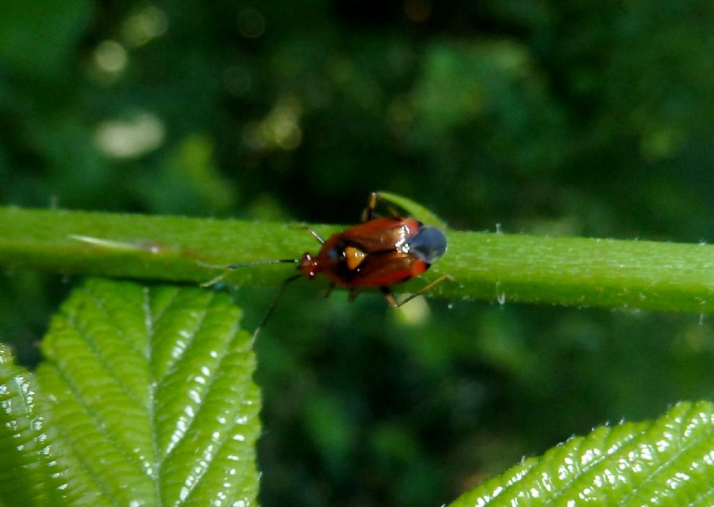 Deraeocoris ruber? S!