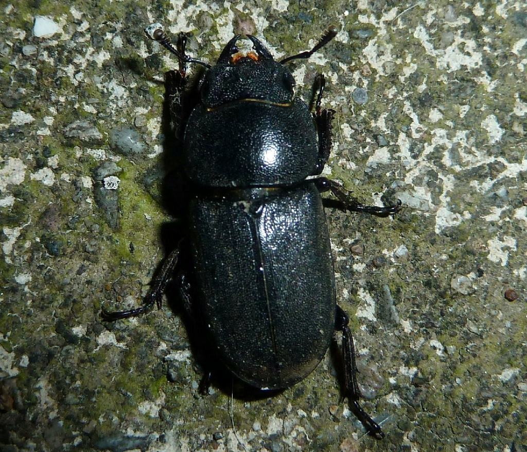 Dorcus parallelipipedus