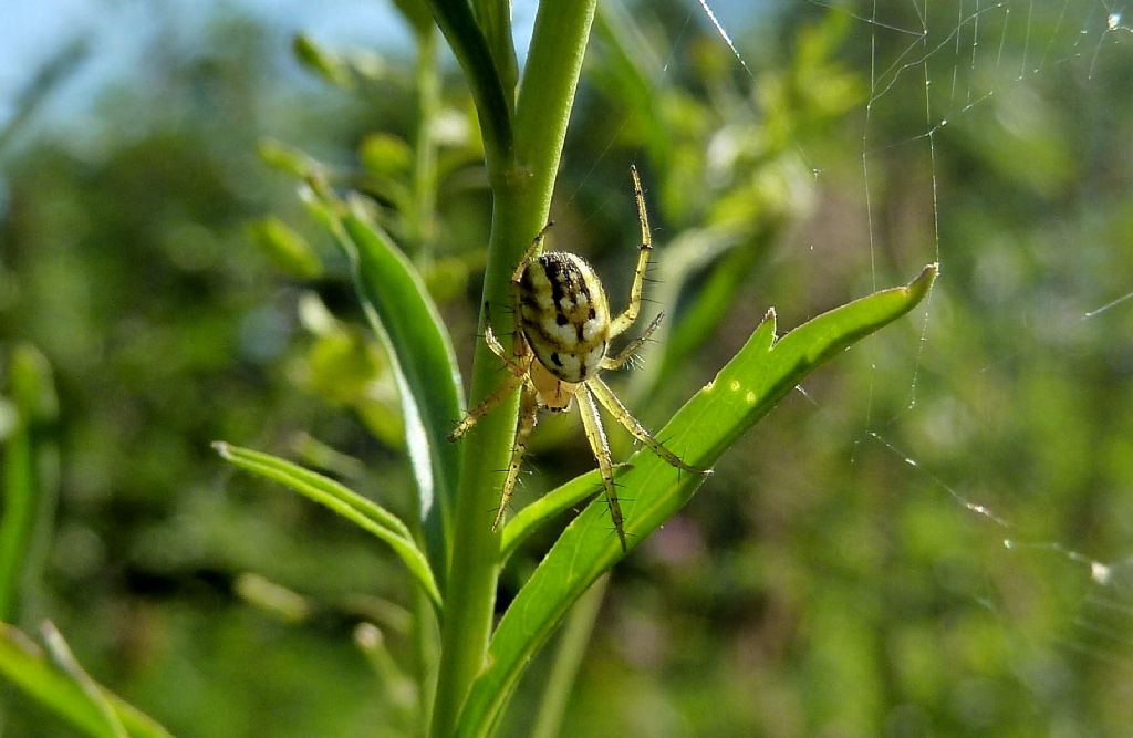 Mangora acalypha - Cassano Magnago (VA)