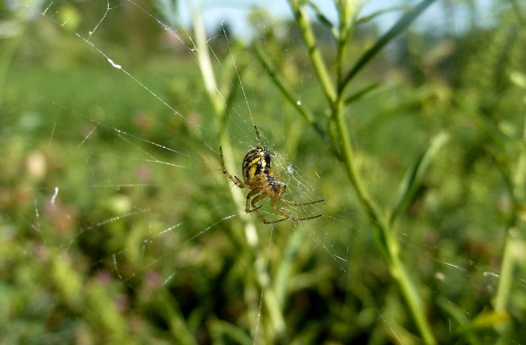 Mangora acalypha - Cassano Magnago (VA)