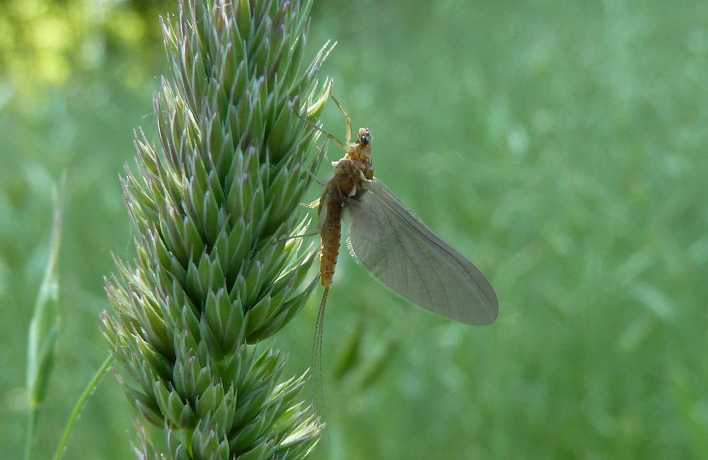 Nosate (MI) - Serratella ignita subimago