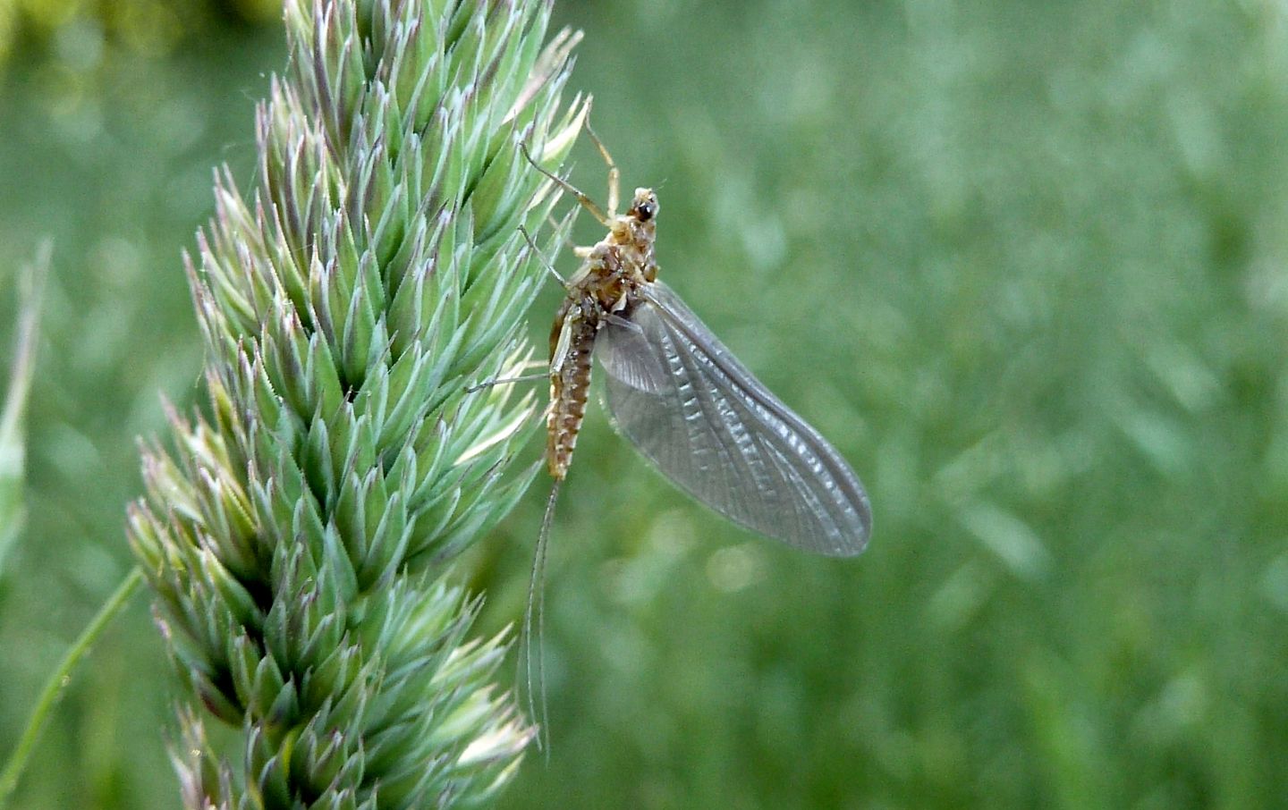 Nosate (MI) - Serratella ignita subimago