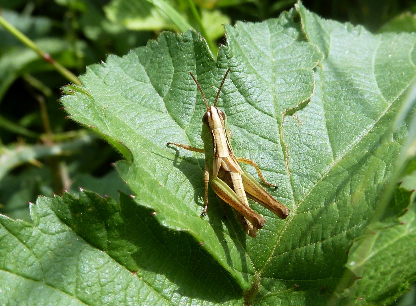 Acrididae cui dare un nome - Ninfa di Chorthippus sp.