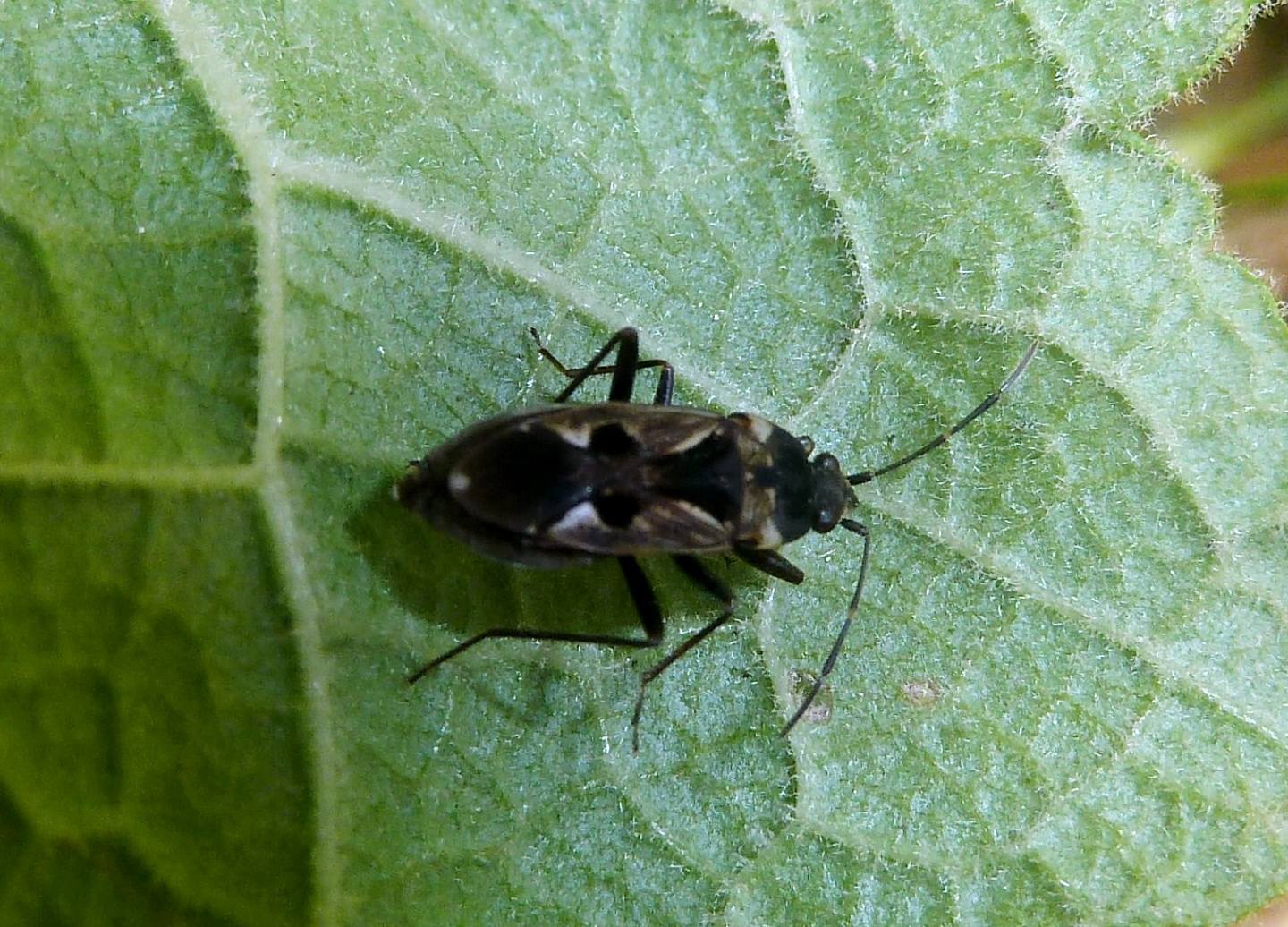 Lygaeidae: Rhyparochromus vulgaris della Lombardia (MI)