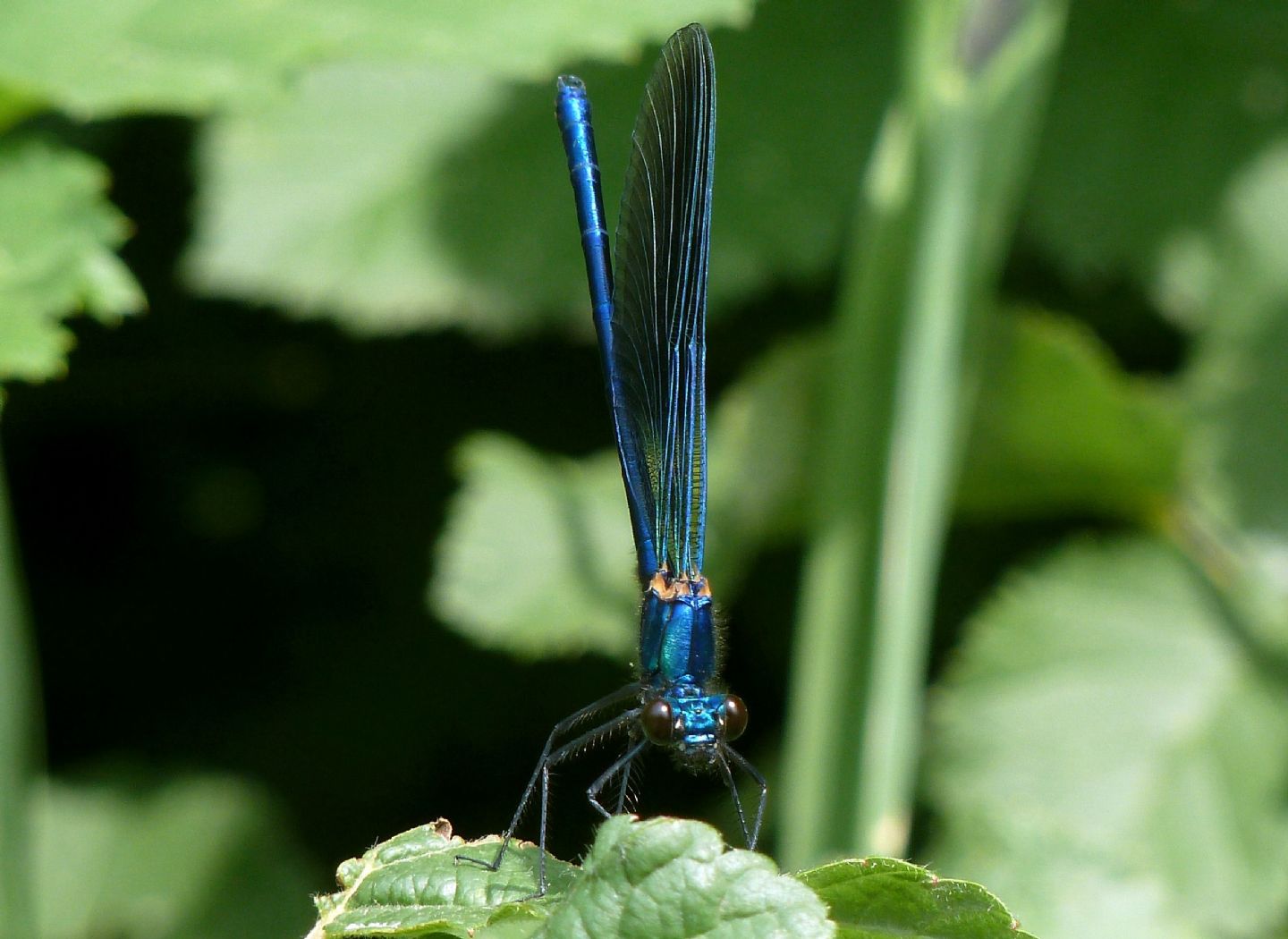 Maschio di Calopteryx splendens? S