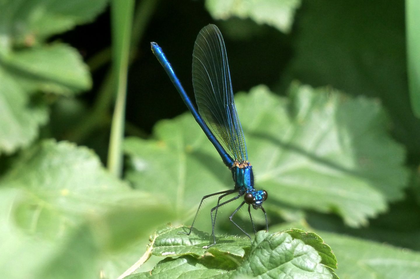 Maschio di Calopteryx splendens? S