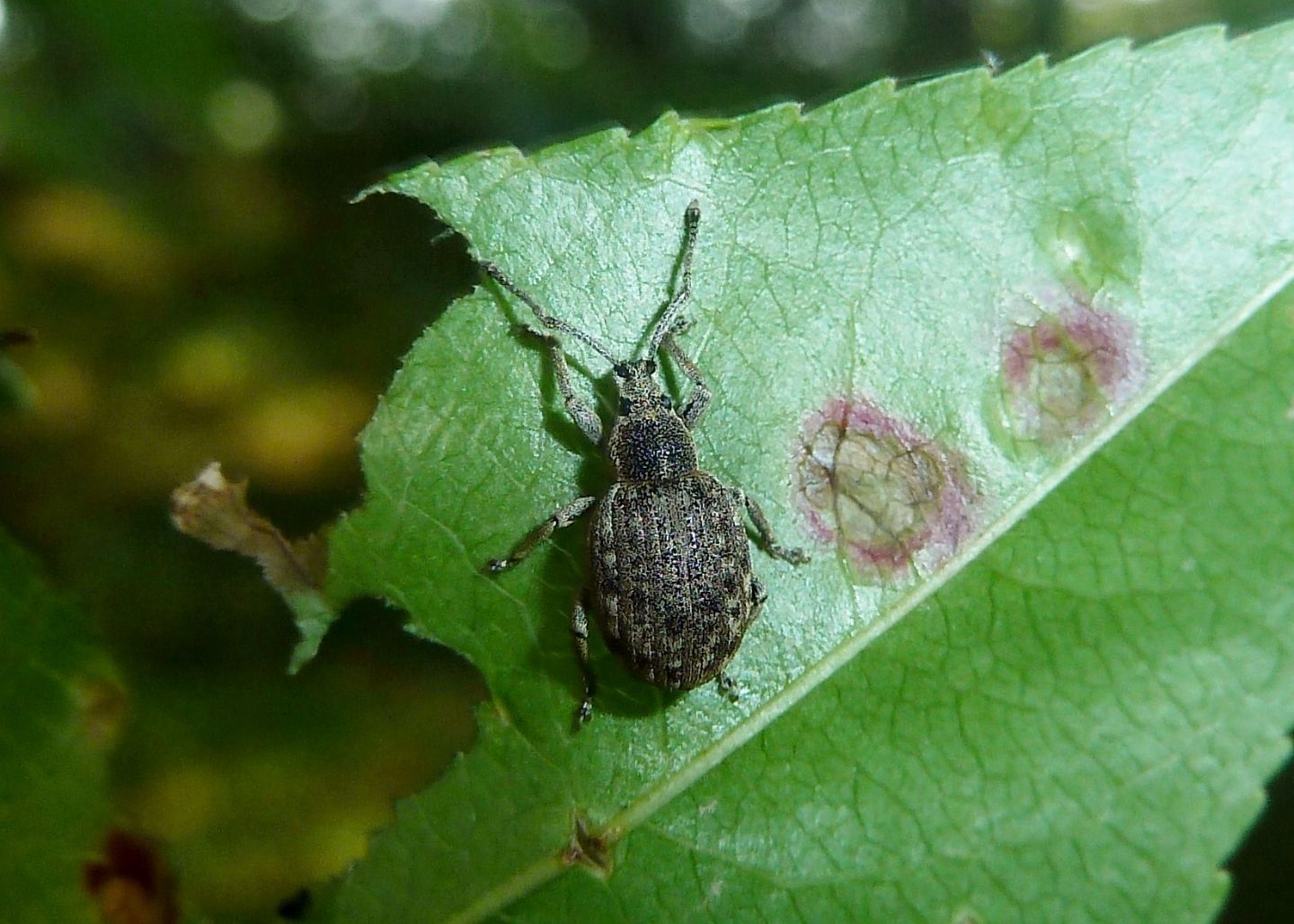 Lepretius noxius, Peritelini