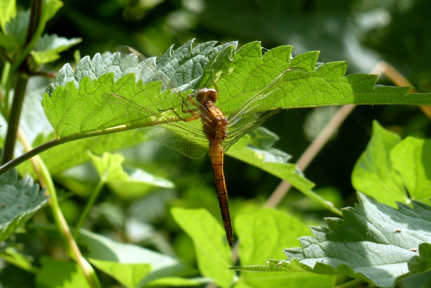 Altra libellula da Nosate (MI) - Orthetrum coerulescens