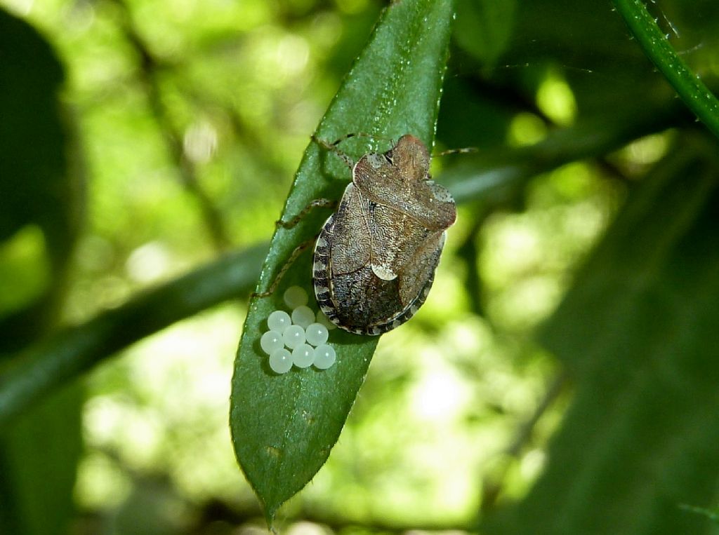 Femmina di Dyroderes umbraculatus in deposizione