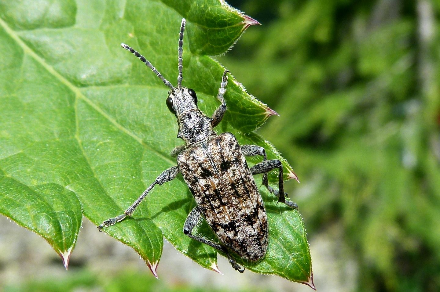 Rhagium inquisitor