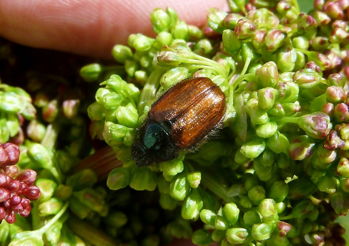 Phyllopertha horticola, Rutelidae