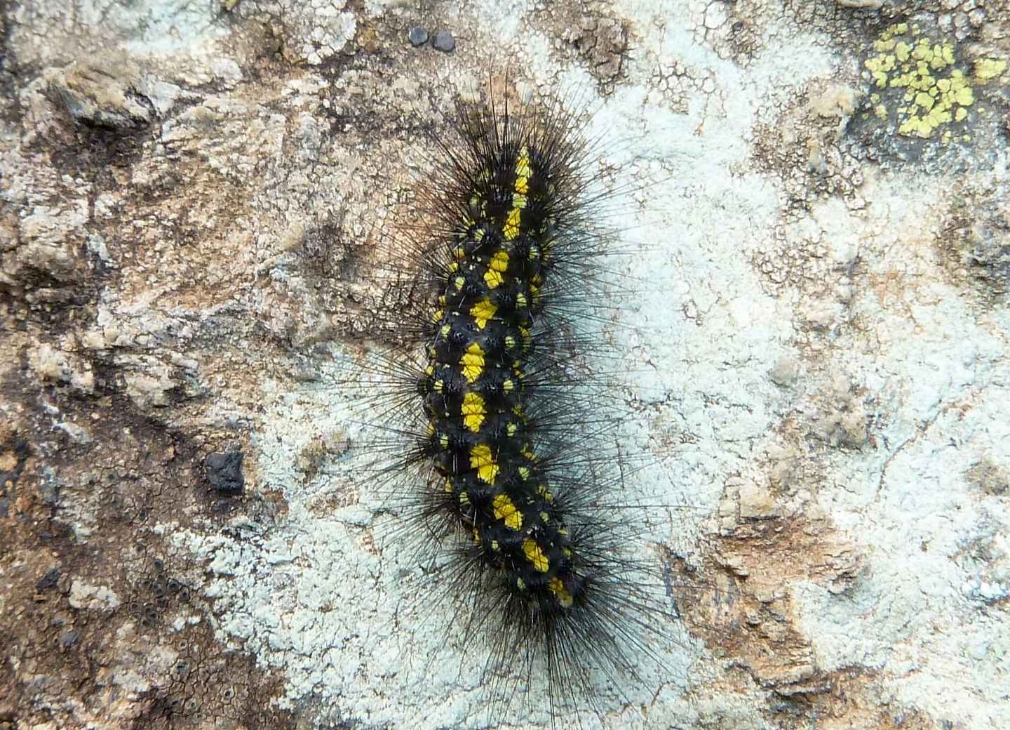 Larva di Callimorpha dominula? No, Setina sp., Erebidae Arctiinae