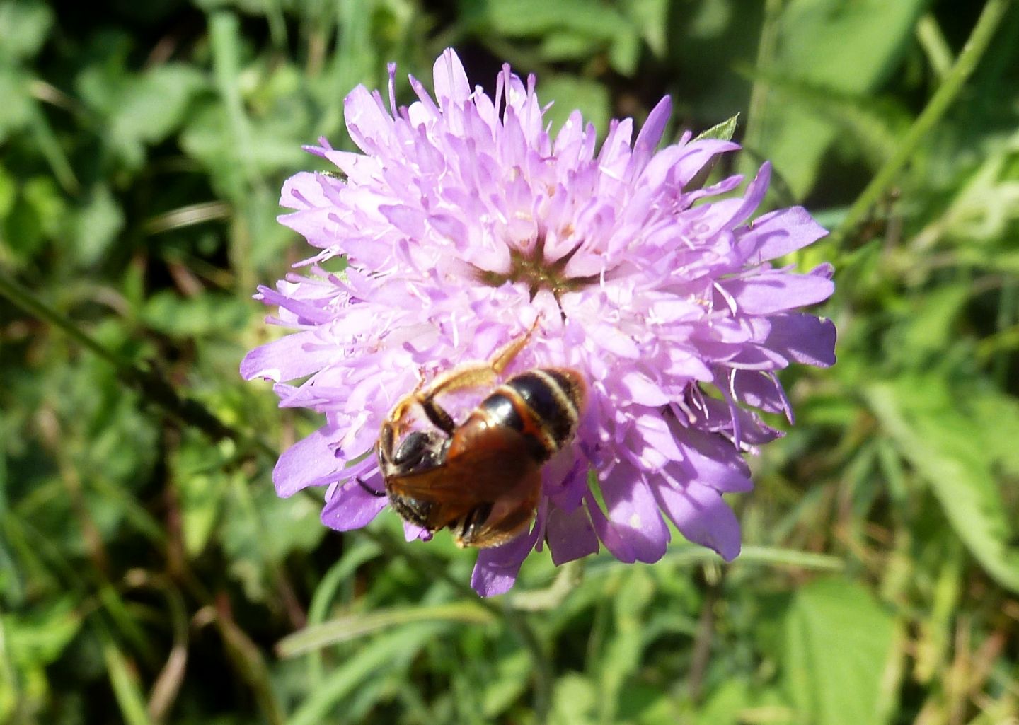 Nosate (MI) - Andrena hattorfiana