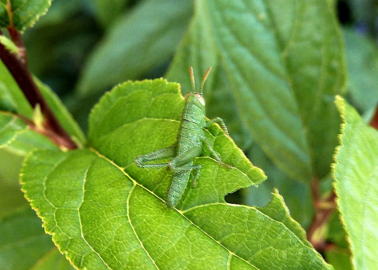 Giovane Anacridium aegyptium