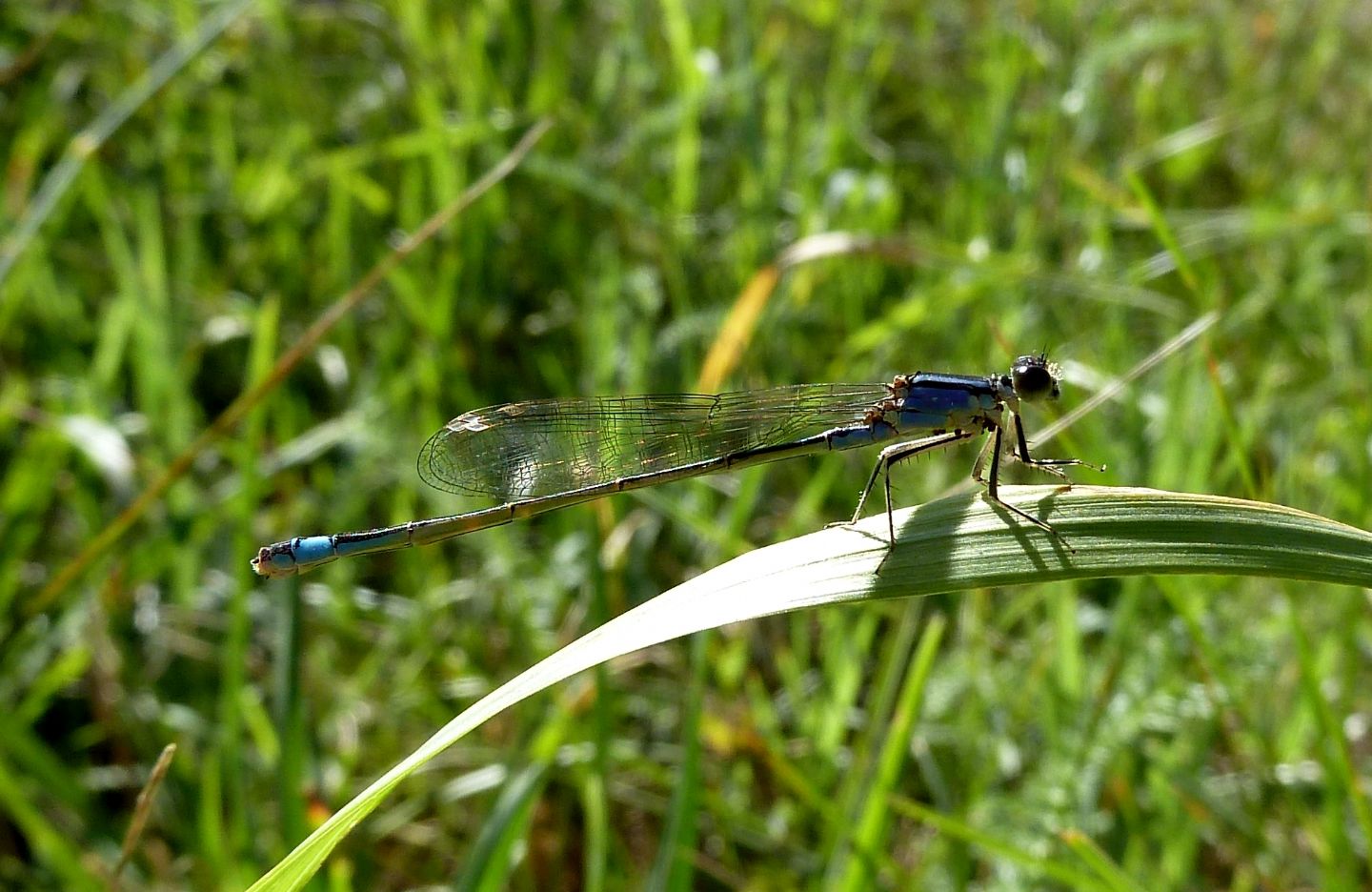 Damigella da identificare - Ischnura elegans