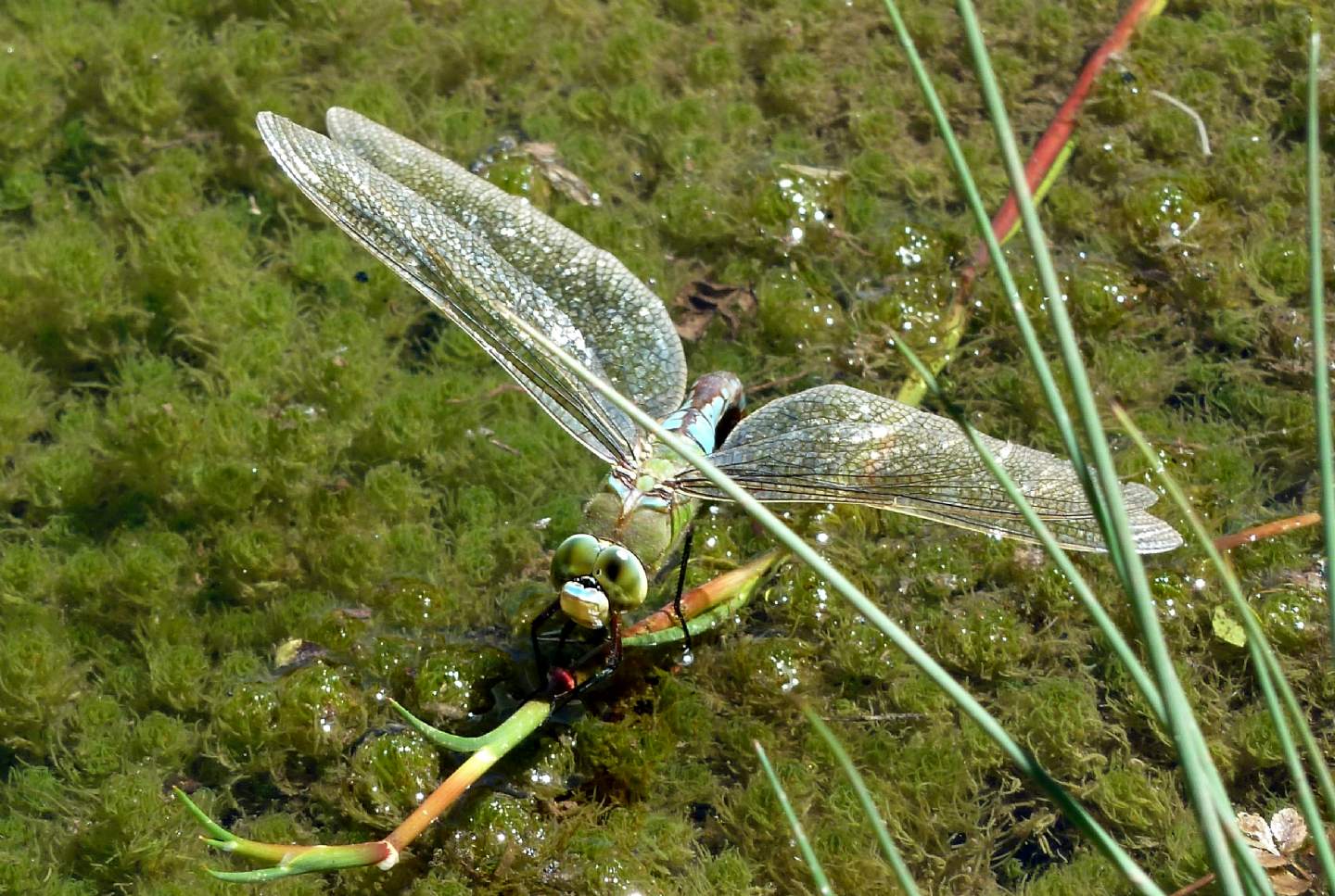 Aeshnidae siciliano da identificare - Anax imperator