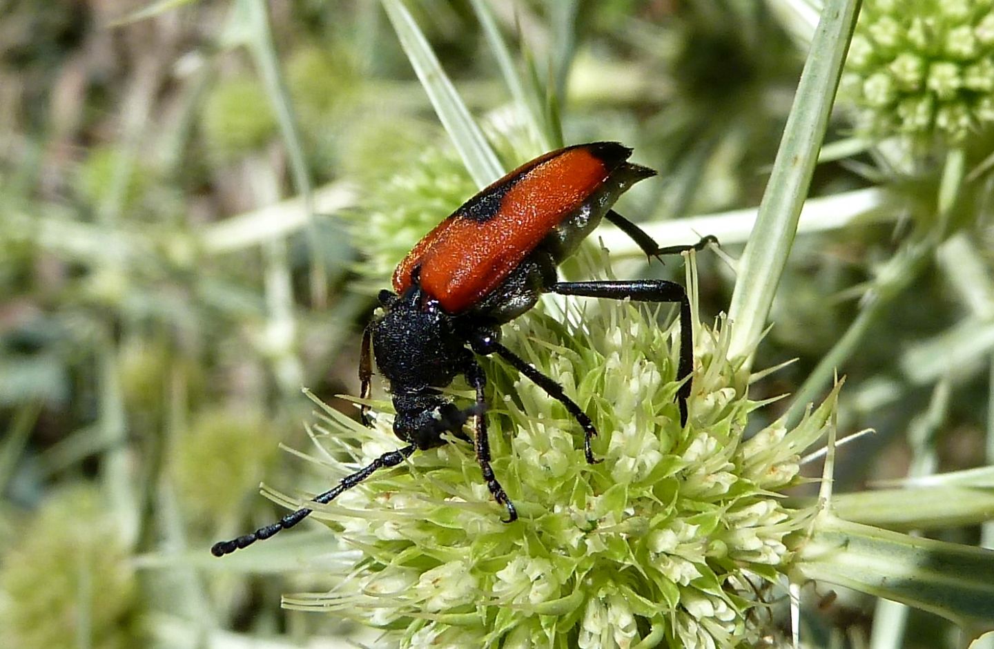 Stictoleptura cordigera cordigera, Cerambycidae