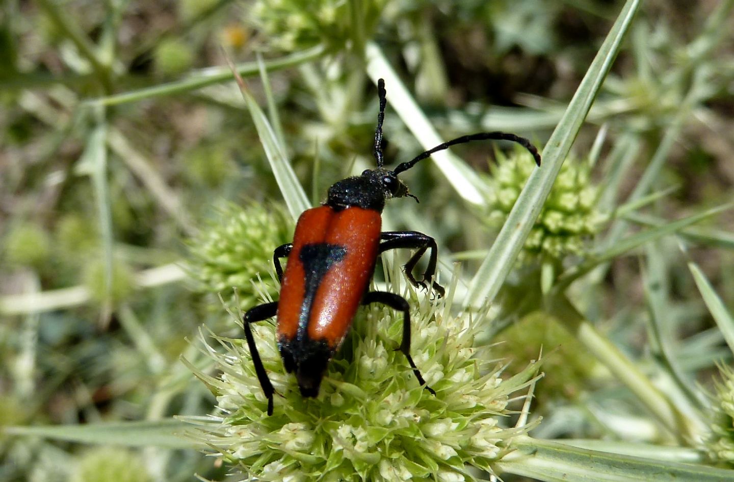Stictoleptura cordigera cordigera, Cerambycidae