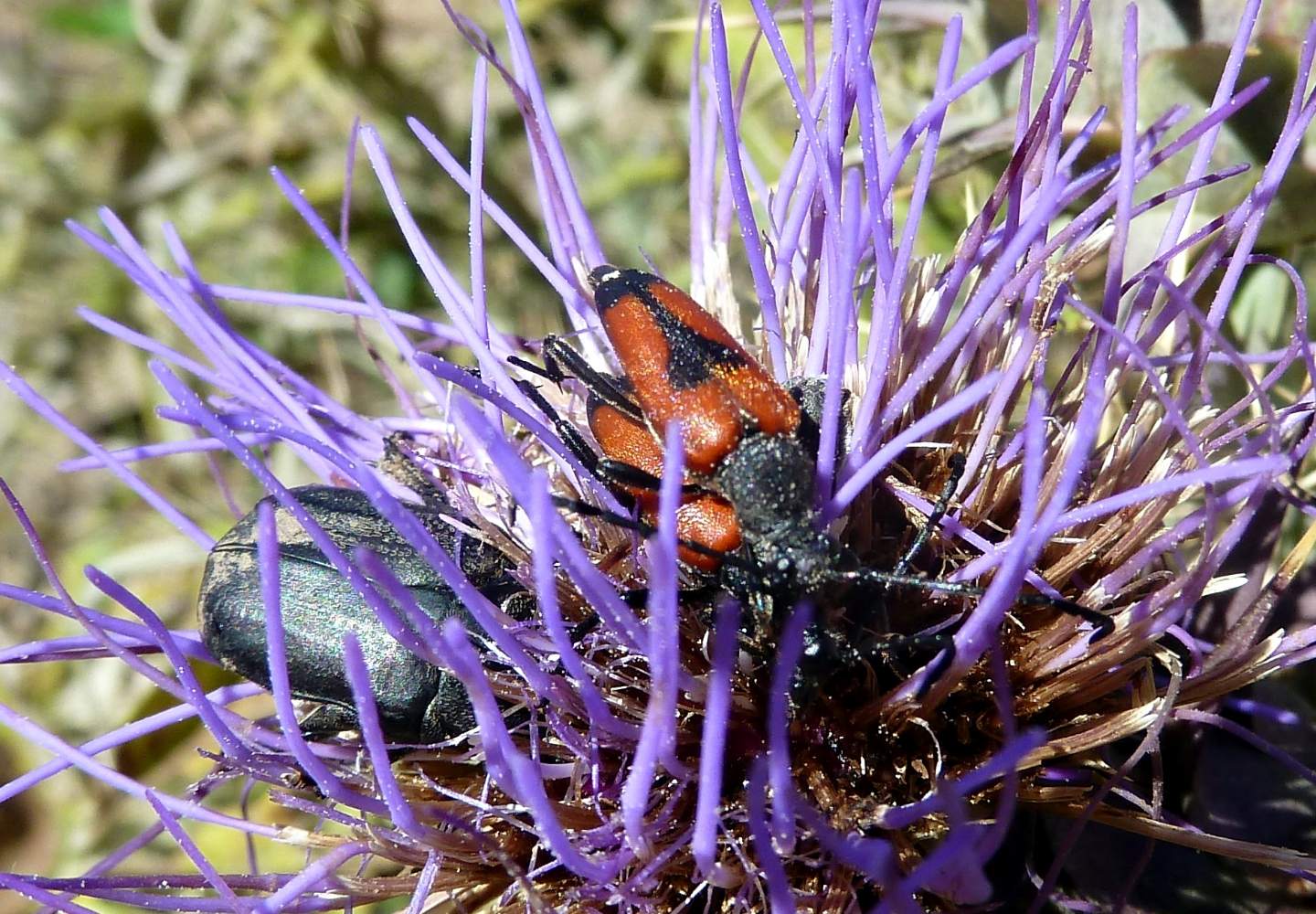 Stictoleptura cordigera cordigera, Cerambycidae