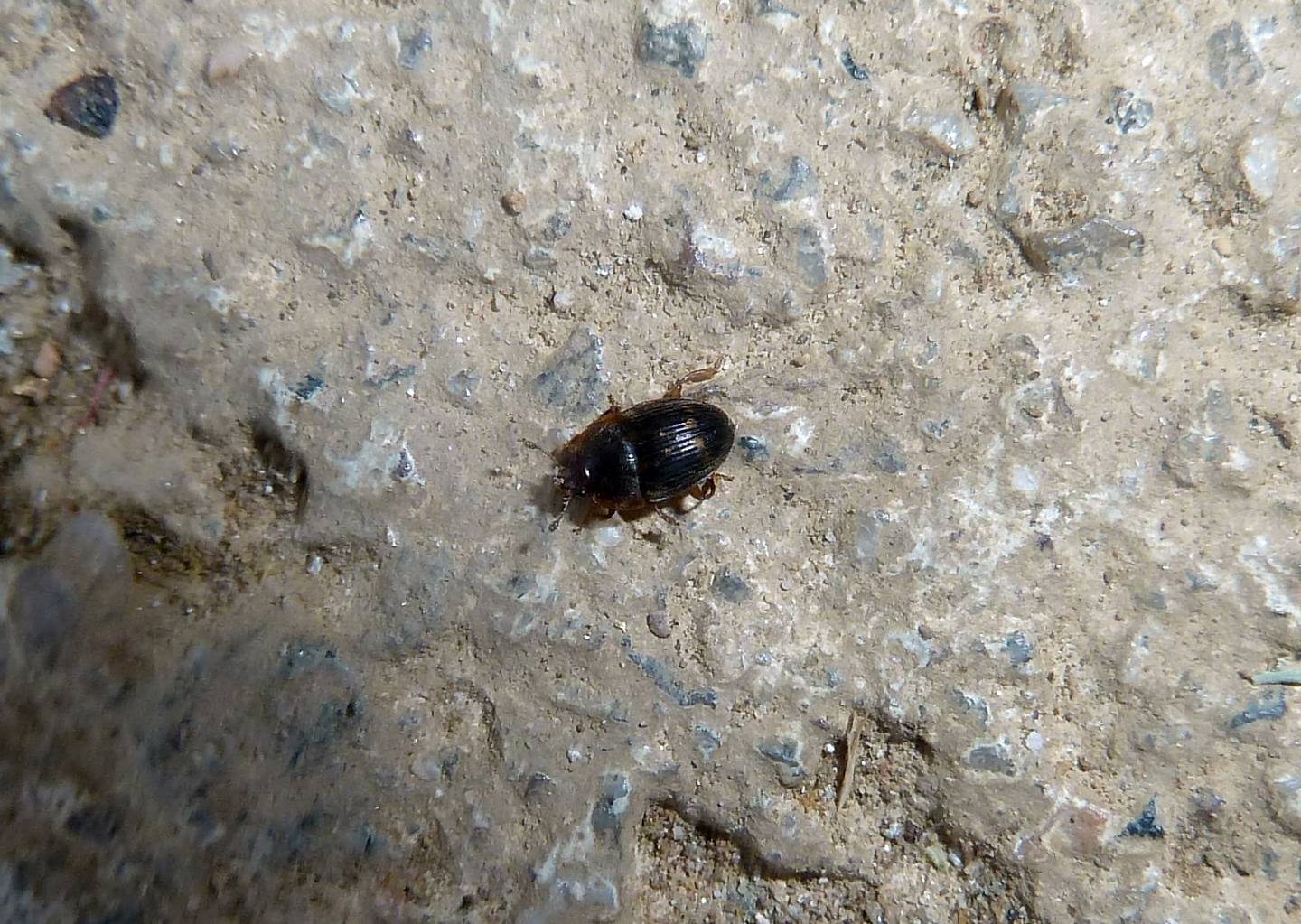 Nitidulidae: Stelidota geminata?