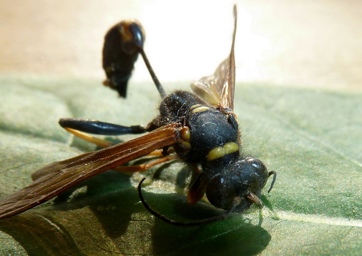 Sceliphron caementarium, Sphecidae