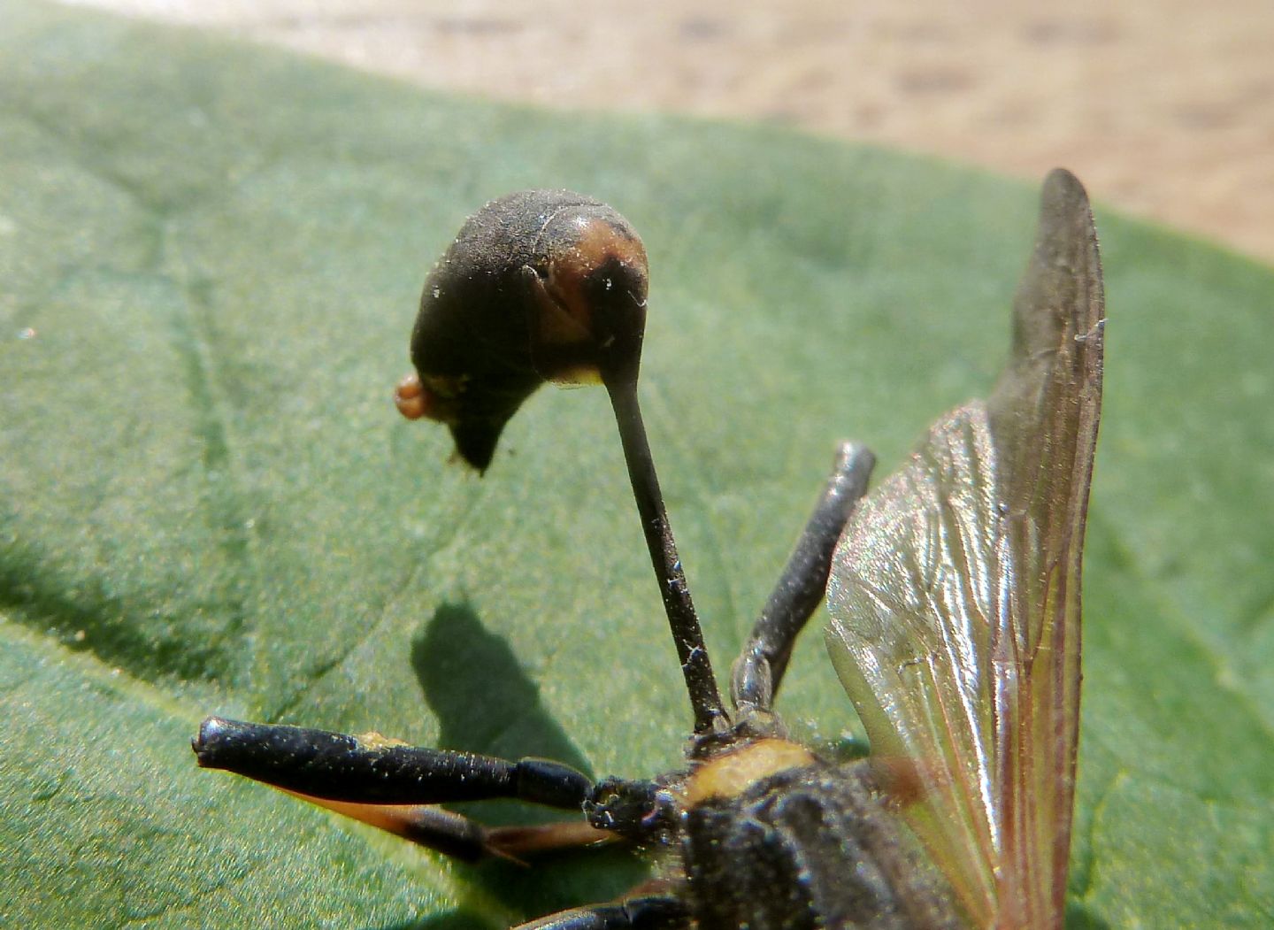 Sceliphron caementarium, Sphecidae