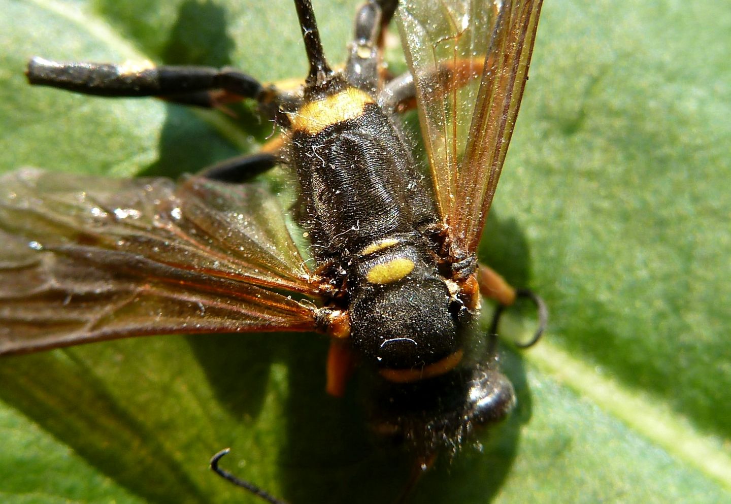 Sceliphron caementarium, Sphecidae