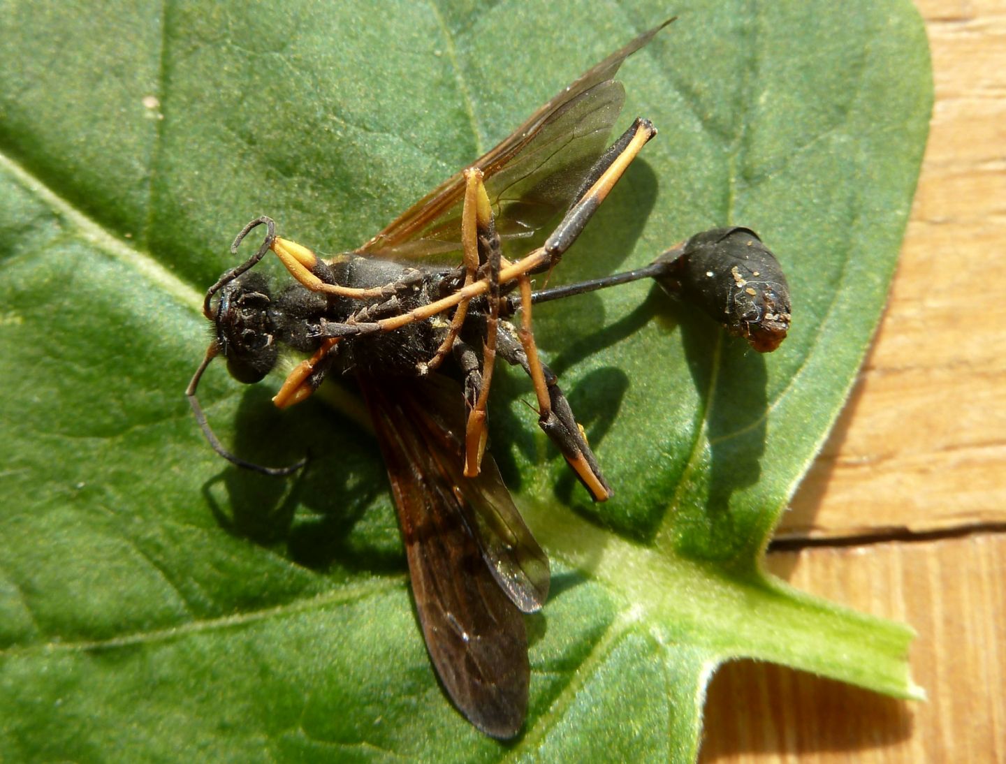 Sceliphron caementarium, Sphecidae