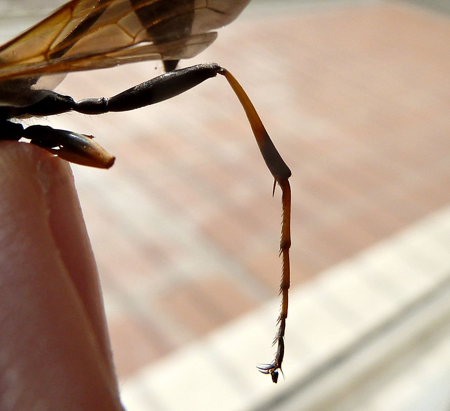 Sceliphron caementarium, Sphecidae