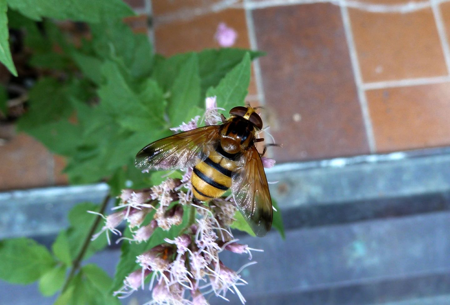 Femmina di Volucella inanis? Si