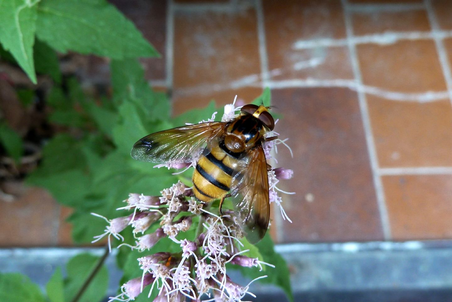 Femmina di Volucella inanis? Si