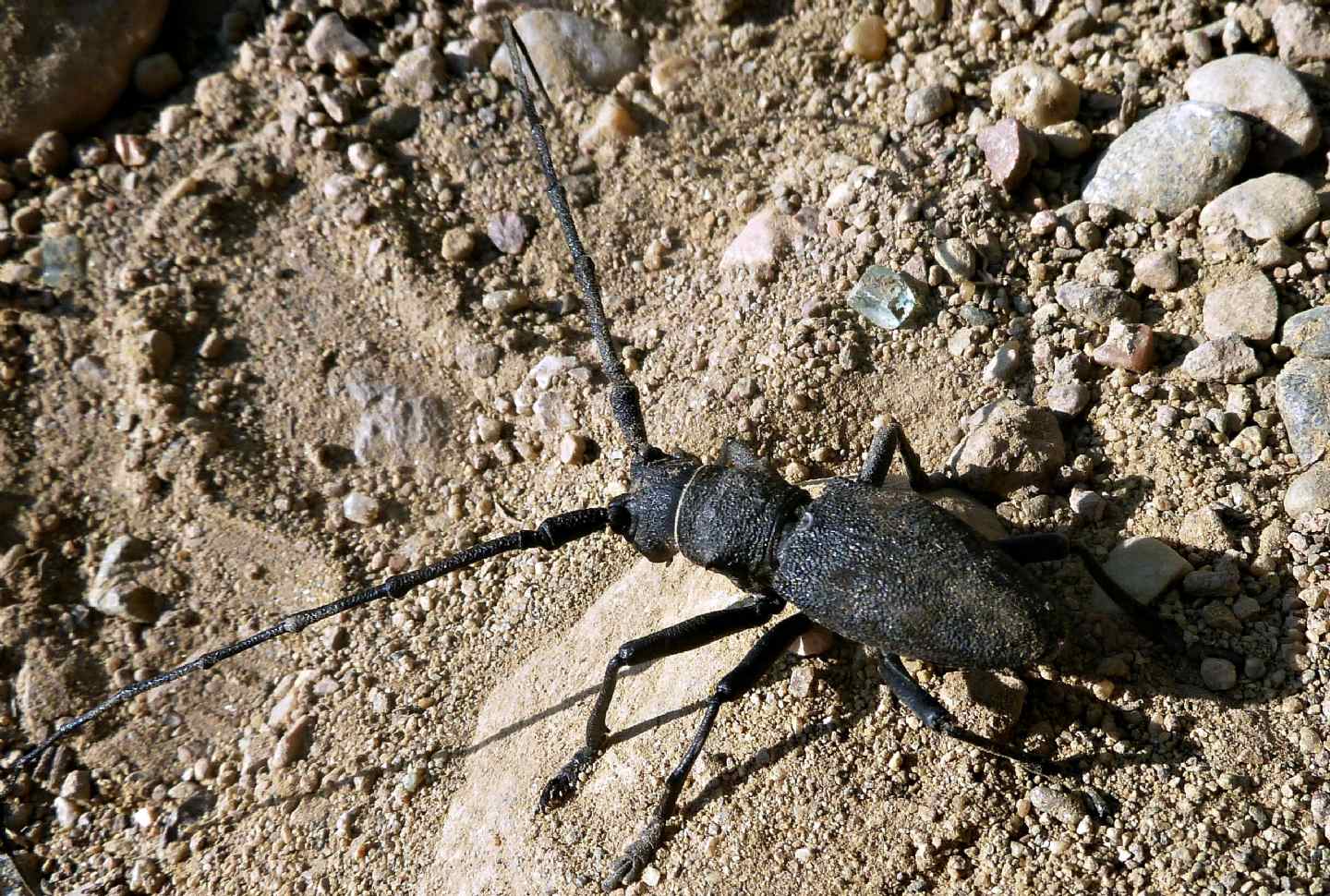 Morimus asper asper, Cerambycidae