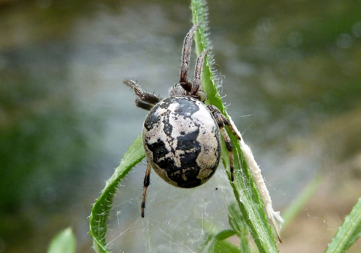 Larinioides sp. - Cerano (NO)