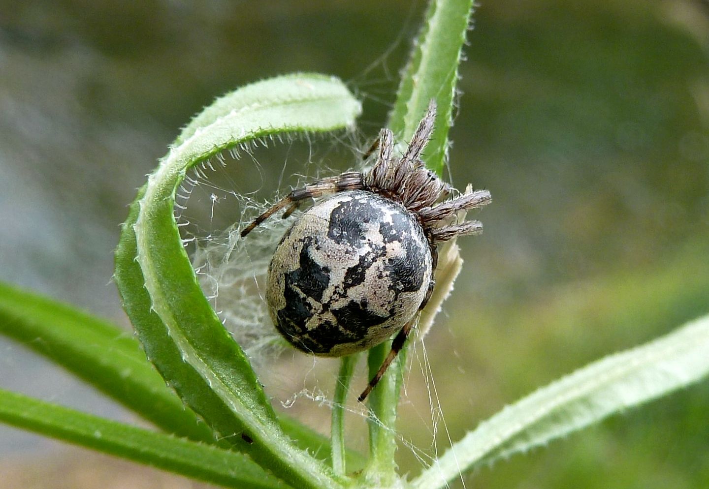 Larinioides sp. - Cerano (NO)